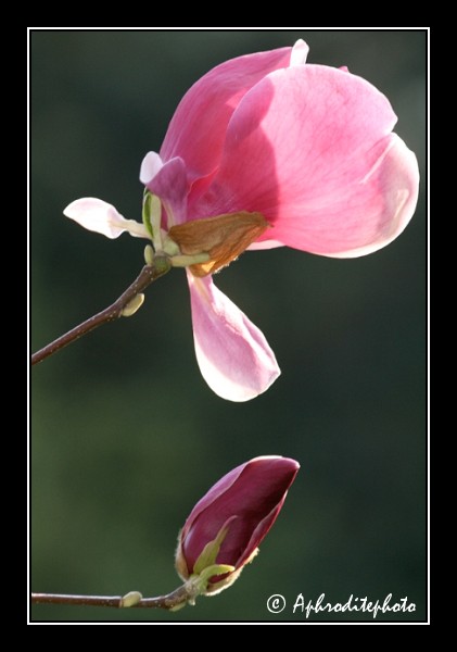 111 Fleurs